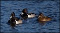 _7SB2338 red-necked ducks